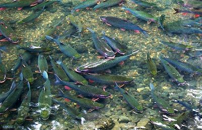 Tour Lam Kinh – Pù Luông– Tràng An – Tam Chúc 5N4Đ - Suối cá thần Cẩm Lương - 23781