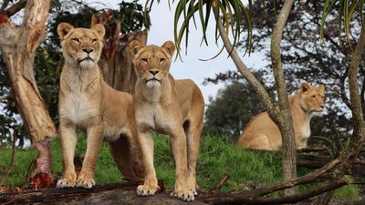 Tour Mùa Thu New Zealand 10N9Đ - Auckland Zoo - 23847