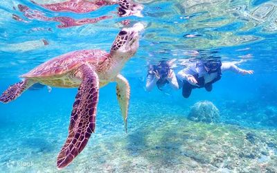 Tour Philippines Khám Phá Thành Phố Cebu: Oslob – Moalboal 4N4Đ | Bay Cebu Pacific/Philippines Airlines - Bơi lượn cùng rùa biển - 24407