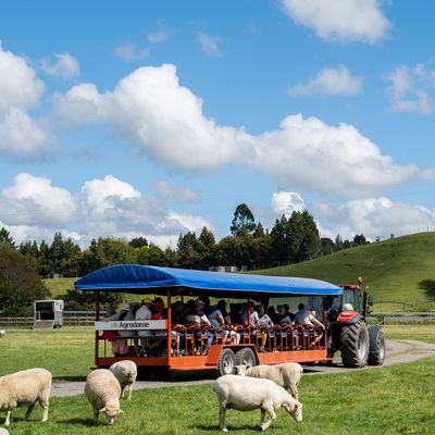 Tour Hà Nội - New Zealand: Auckland - Taupo - Rotorua - Matamata - Hamilton 7N6Đ - Tham quan 1 vòng nông trại Agrodome - 24460