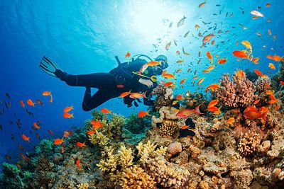 Tour Cao Cấp: Nghỉ Dưỡng Sinh Thái Đẳng Cấp Tại Zannier Bãi San Hô Phú Yên - istockphoto-498283106-612x612 - 24641