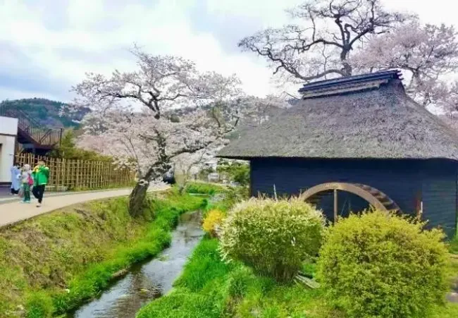 Mùa xuân thơ mộng tại Làng cổ Oshino Hakkai - Ngắm hoa anh đào và Núi Phú  Sĩ | Cẩm Nang Du Lịch