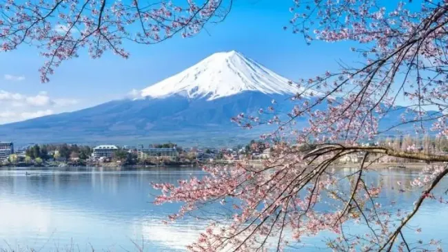 Thưởng ngoạn hoa anh đào gần khu vực Phú Sĩ