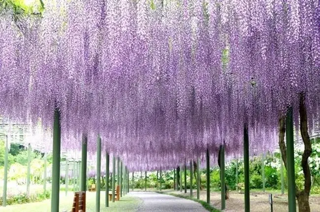 Hamamatsu Flower Park | iN HAMAMATSU.COM