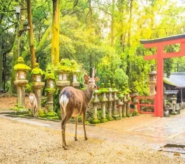 Đến công viên Nara Park Nhật Bản chơi đùa cùng những chú nai - Du Lịch Minh  Anh