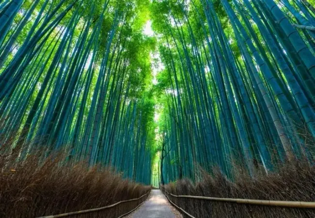 All You Need to Know About Arashiyama Bamboo Forest | Rakuten Travel