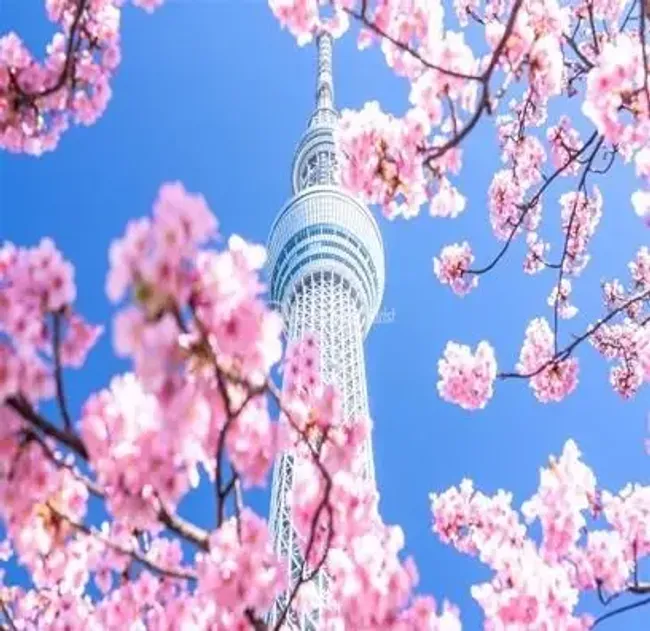 Hoa anh đào và tháp Tokyo Skytree | SONGHANTOURIST