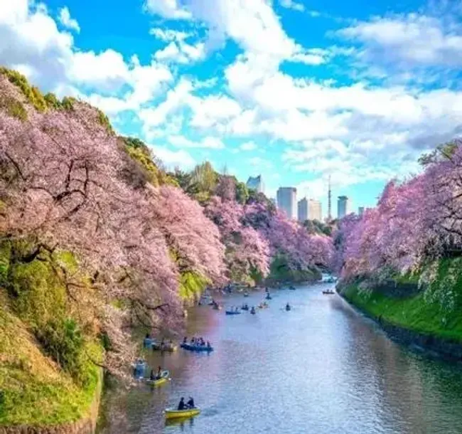 Công Viên Ueno - Trèo Thuyền Giữa "biển" Hoa đào Tại Tokyo