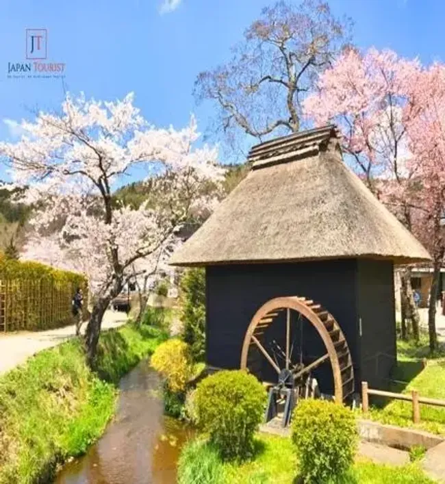 LÀNG OSHINO HAKKAI MÙA HOA ANH ĐÀO - JAPAN TOURIST CO., LTD