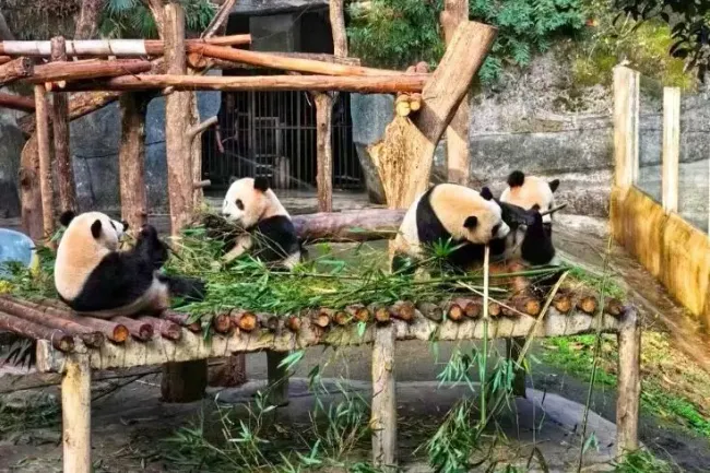 Trùng Khánh - Thiên đường động vật hoang dã và gấu trúc