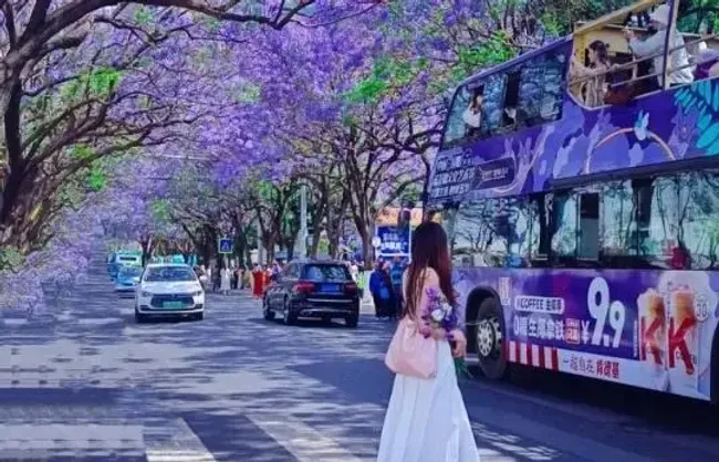 Phượng Tím Côn Minh - Khi Sắc Hoa Mộng Mơ Đẹp Đến Nghẹt Thở - Otrip