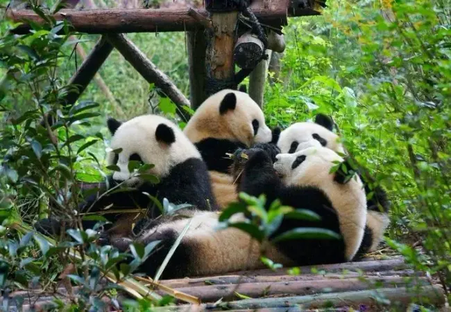 Tour du Lịch Trùng Khánh - Thành Đô - Công viên gấu Trúc 4N3Đ
